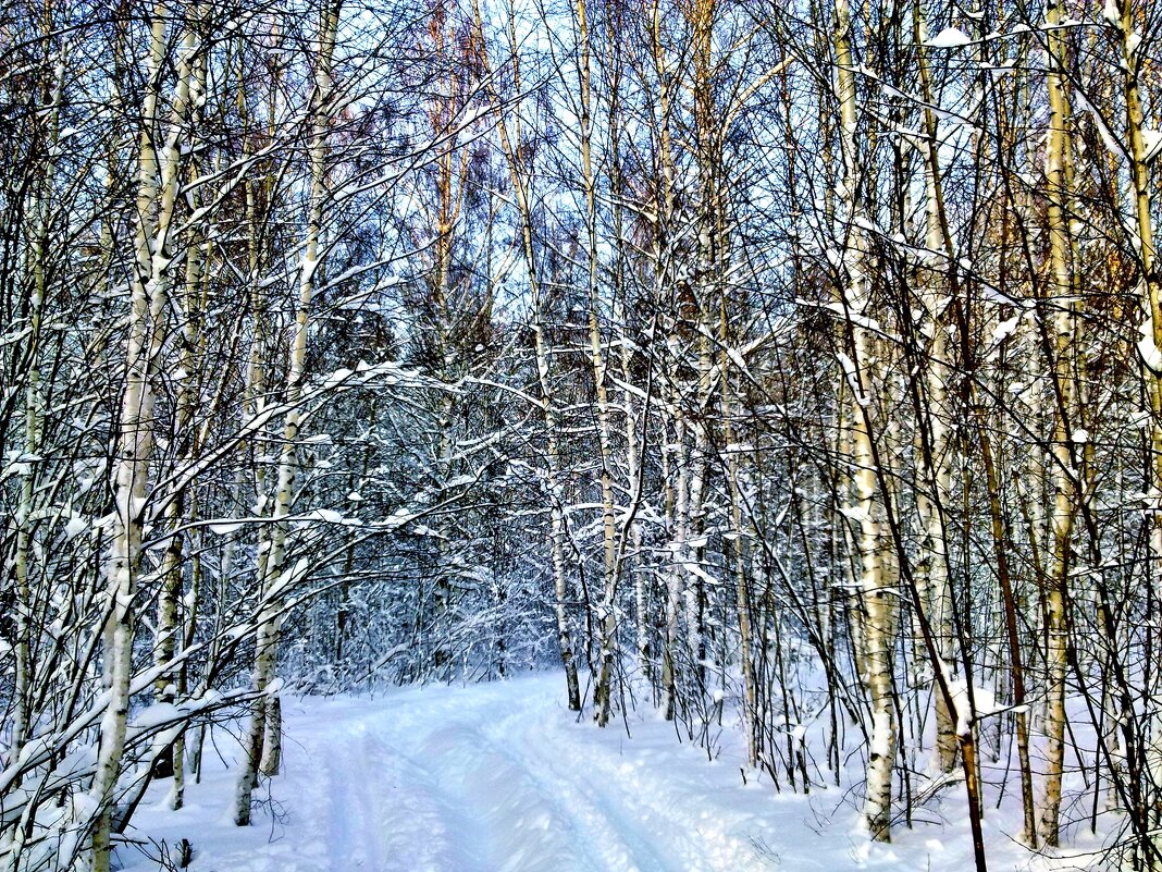лыжня в лесу - Владимир 