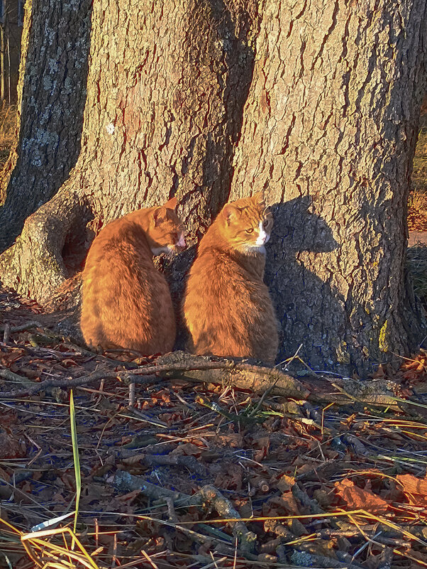 Жители Ривьеры! - Лилия *