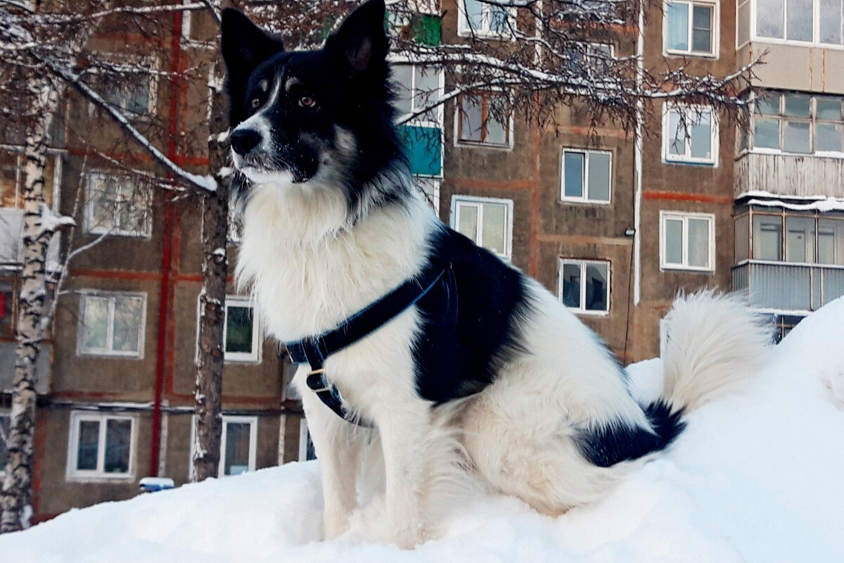 Бим - Дмитрий (Горыныч) Симагин