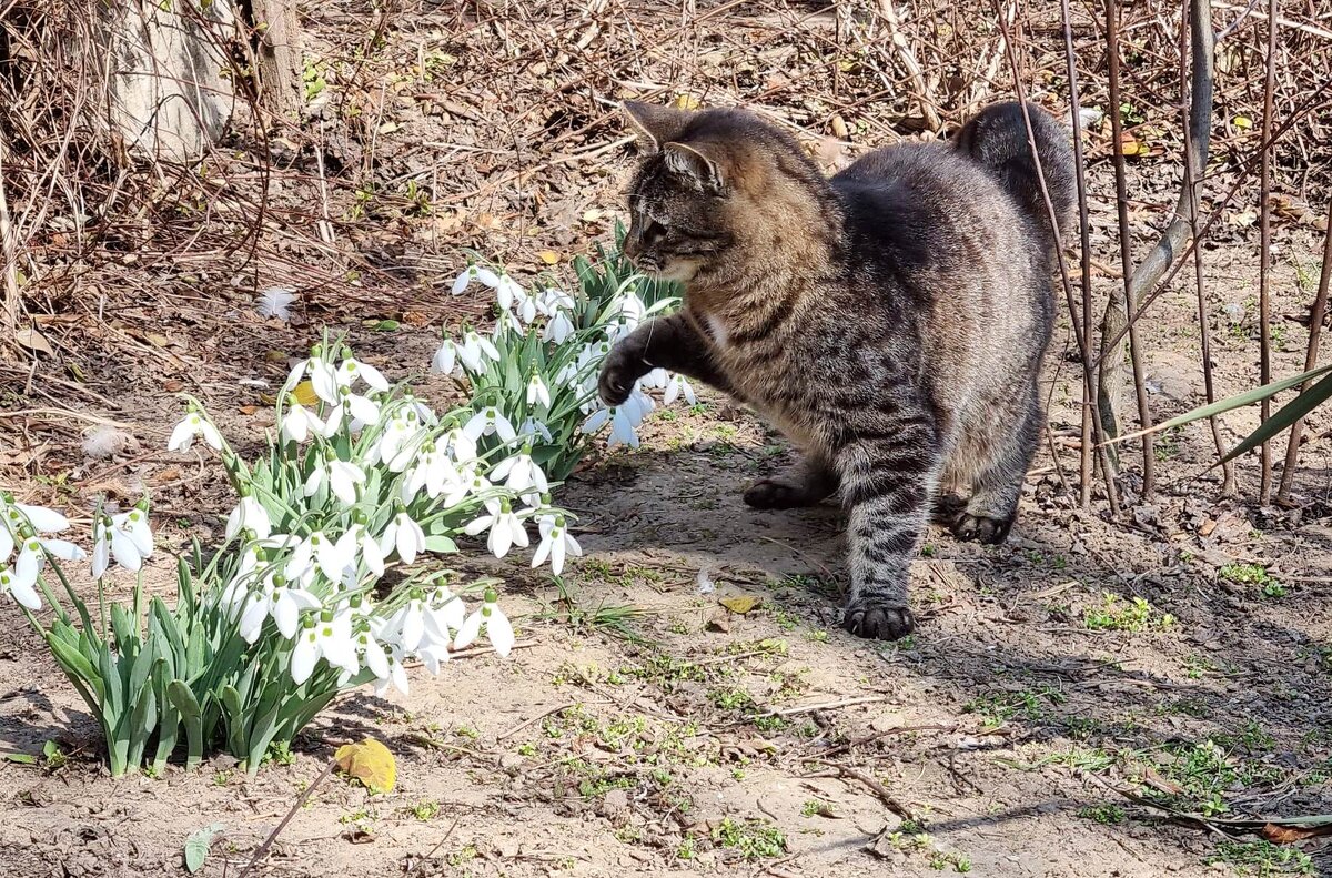 Весеннее жужжание... - Наталья 