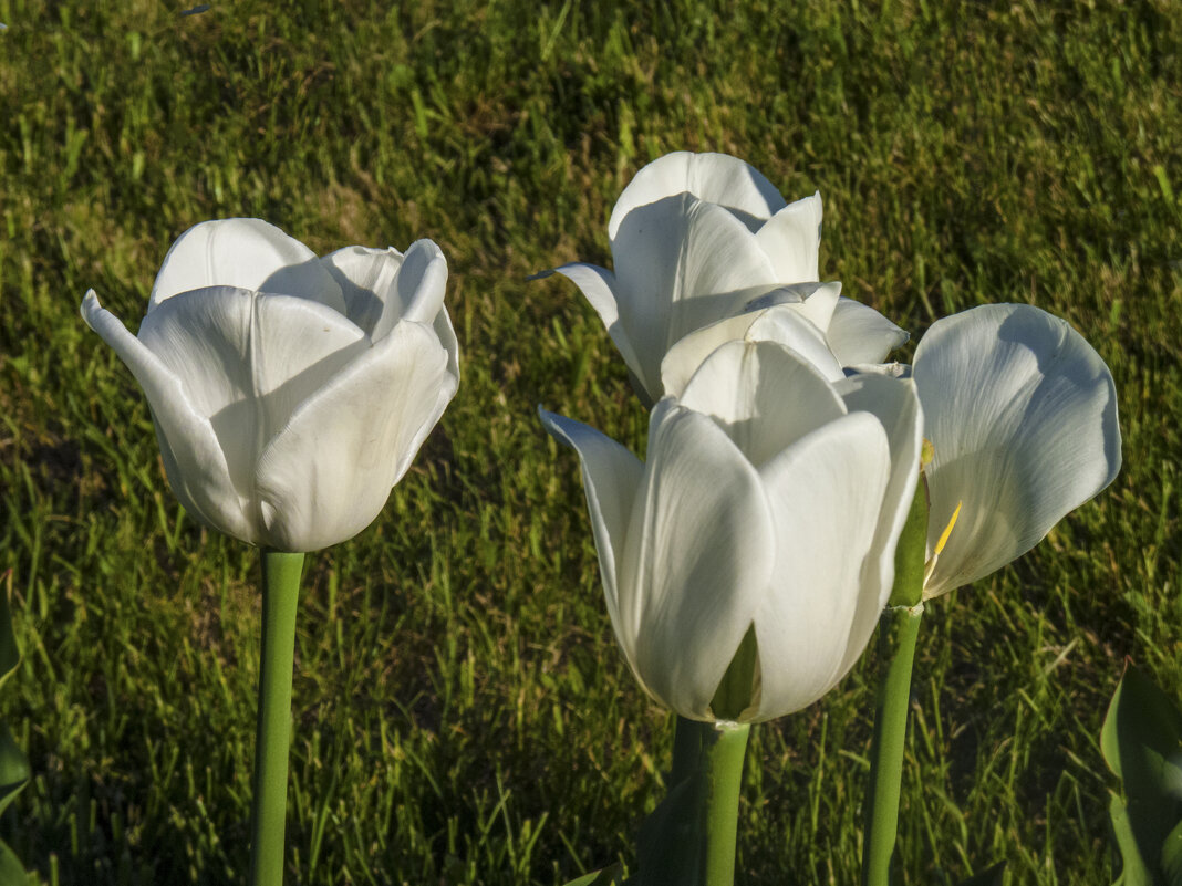 Белые  тюльпаны - Валентин Семчишин
