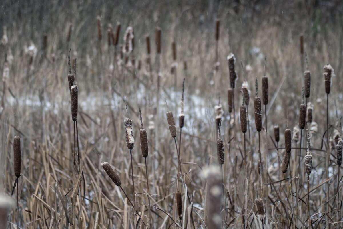 В тиши собрались камыши - sorovey Sol
