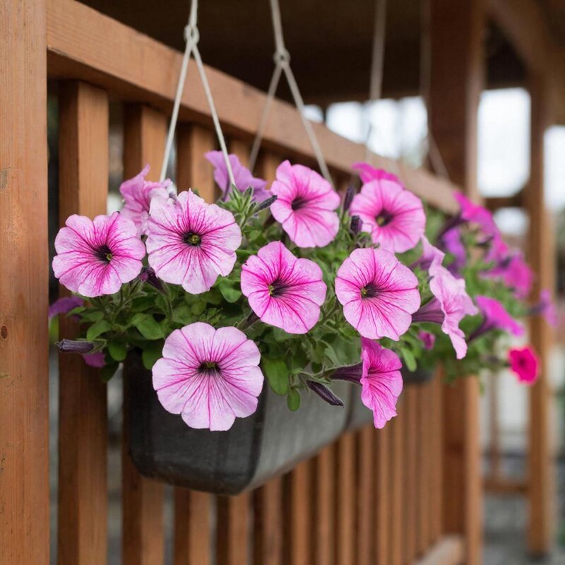 ЦВЕТЫ - МАРИЯ ПОПОВА