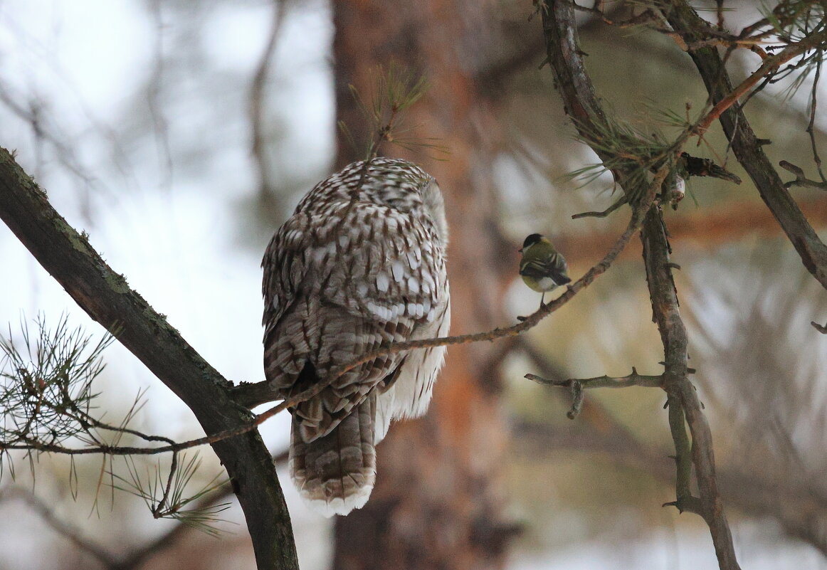 Паритет - Владилен Панченко