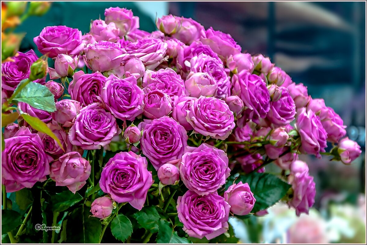 Про цветы... - Aquarius - Сергей