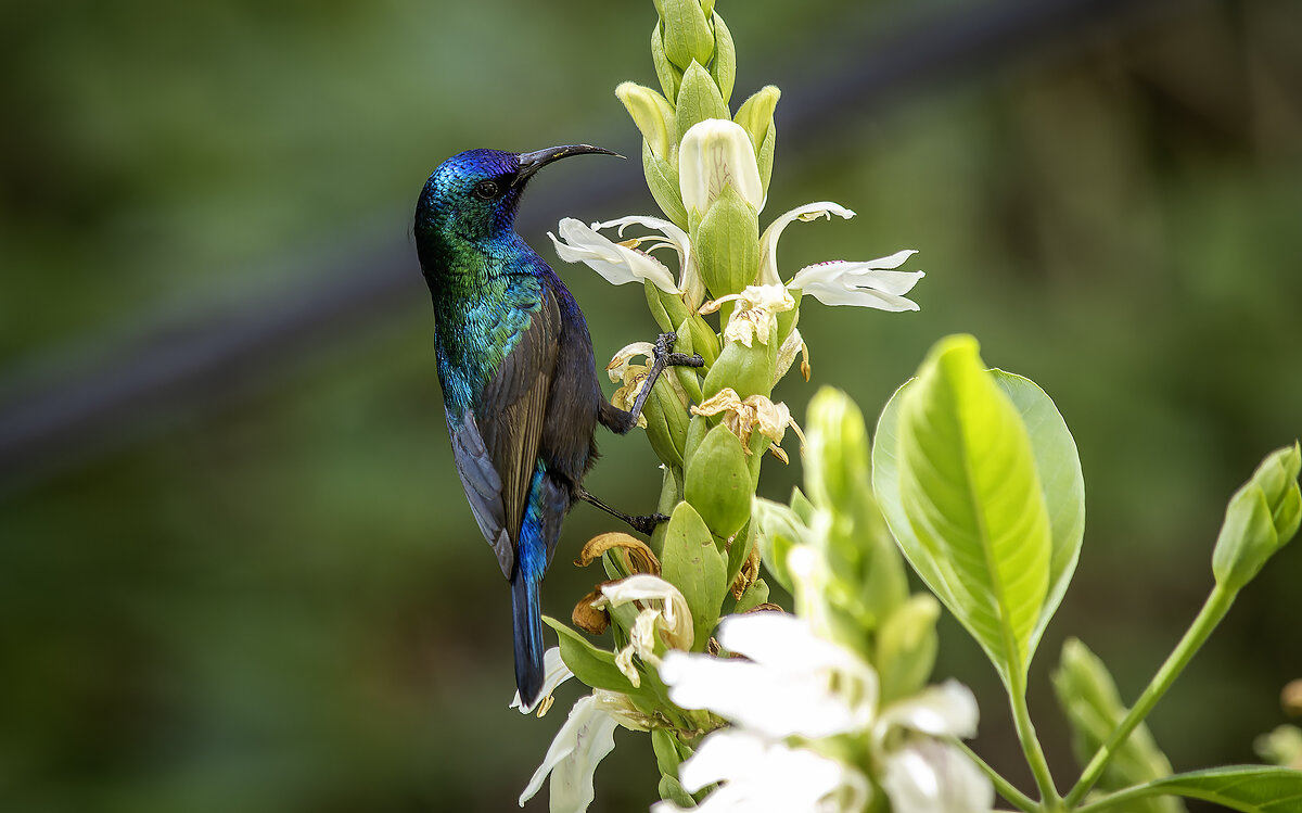 Палестинская нектарница. - Alexander Amromin