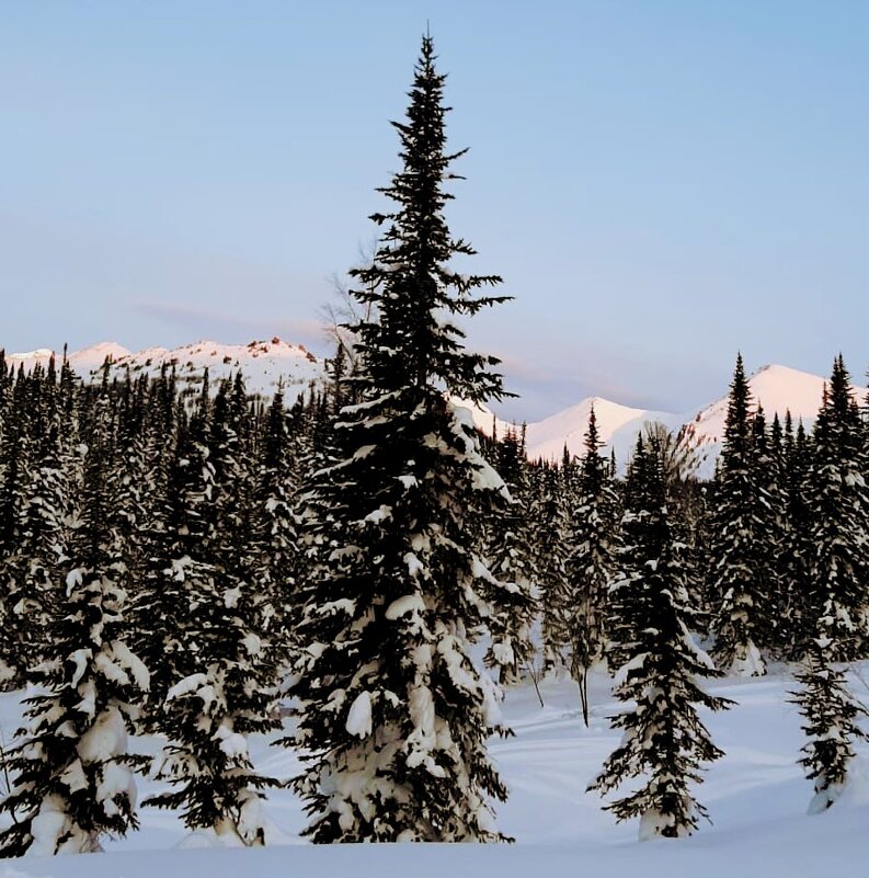 Ели зимой. - Георгиевич 