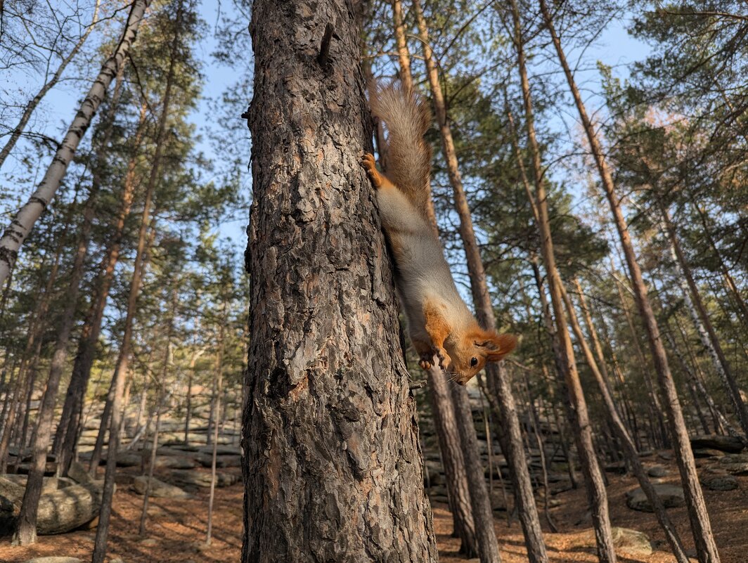 Белка тлеутка - Андрей Хлопонин
