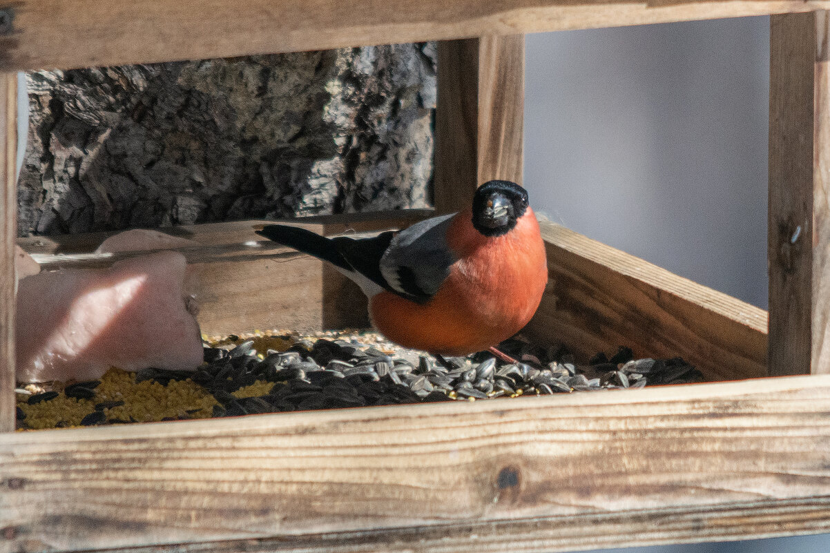 Снегирь - Виктор Иванович Чернюк