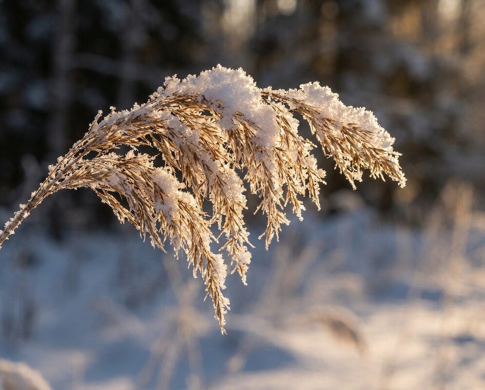 сухостой в снегу - Лилия 