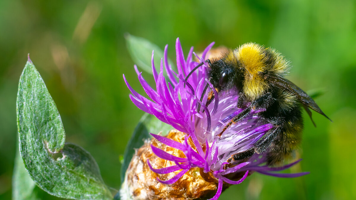 Лето. Макро - Владимир Лазарев