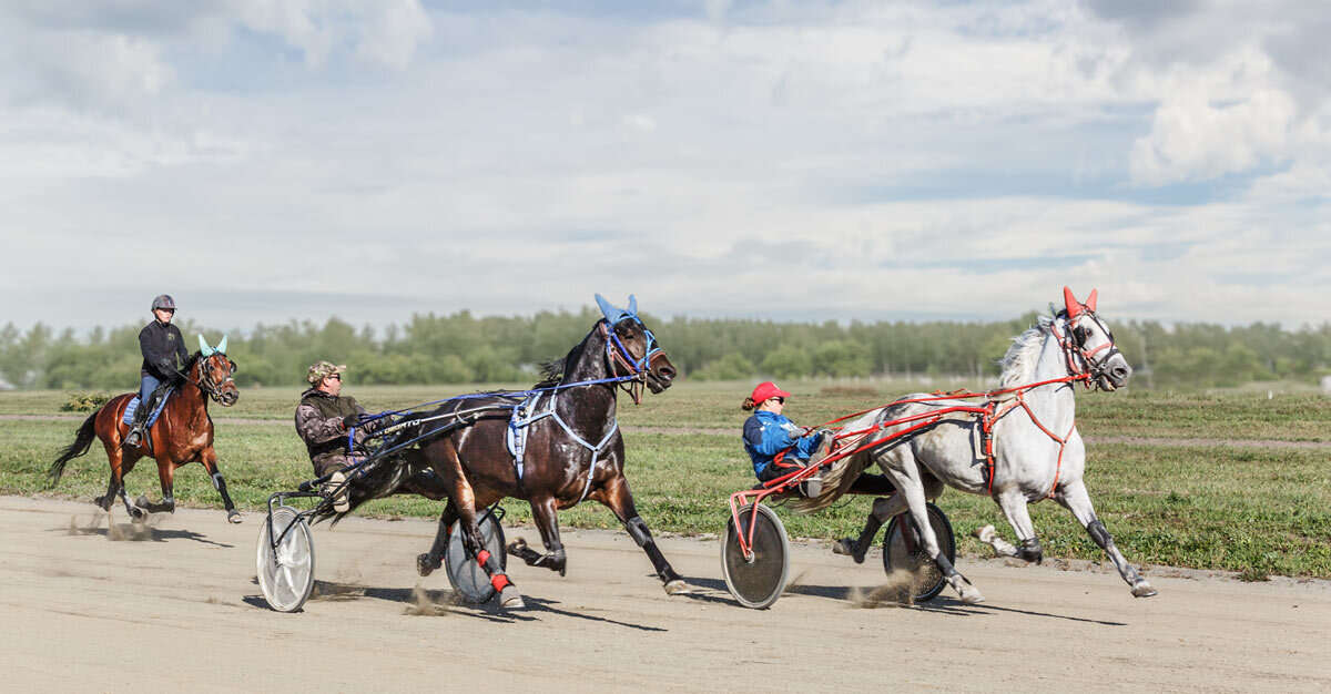 Проездка - SanSan 