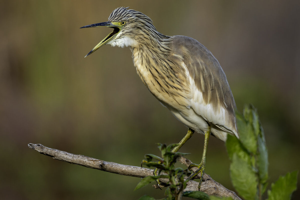 Жолтая цапля. - Alexander Amromin