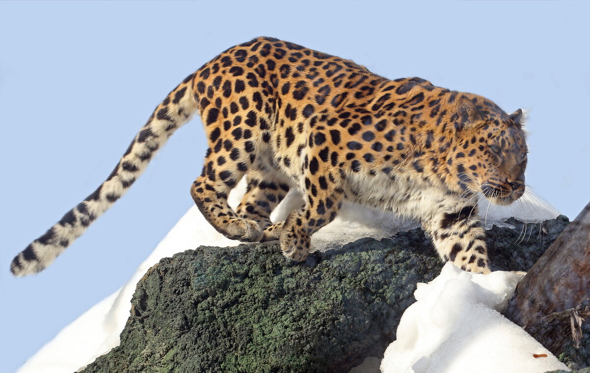 Зоопарк 10 марта - Михаил Бибичков