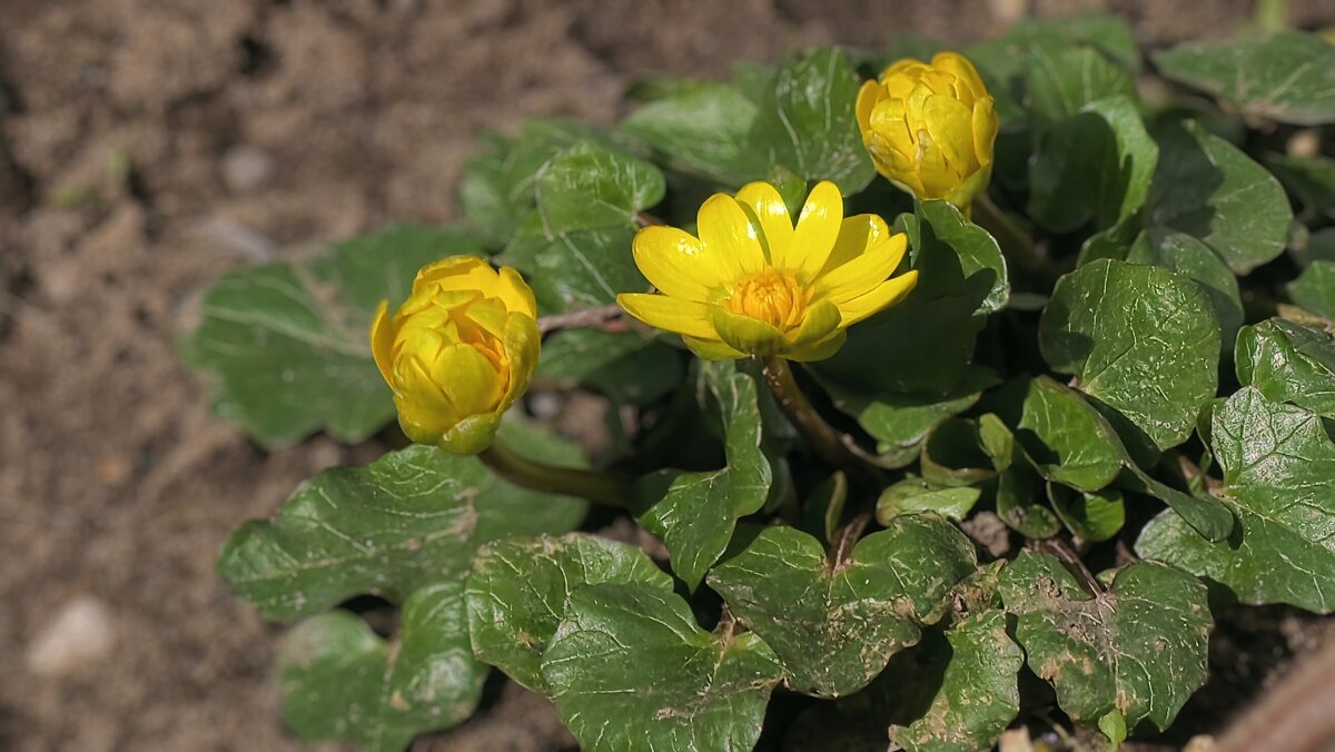 Наконец то весна,первые цветы - Мариша 