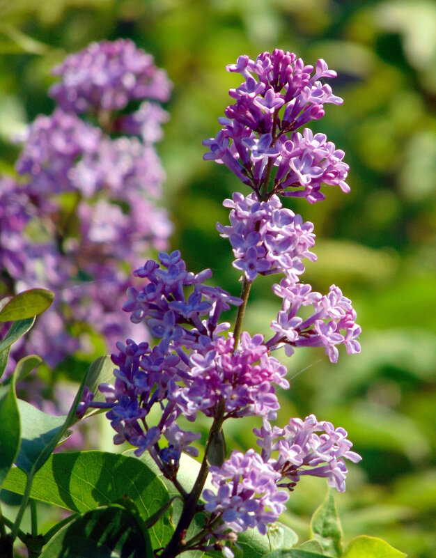 Весенней веточка сирени. - nadyasilyuk Вознюк