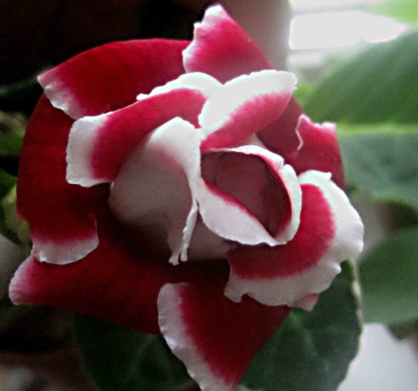 Глоксиния - Елена Семигина