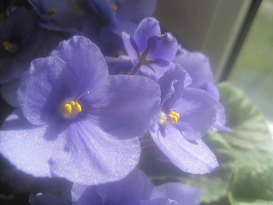 Фиалка - Елена Семигина