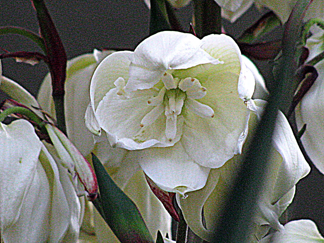 Цветы Барселоны. - Владимир Драгунский