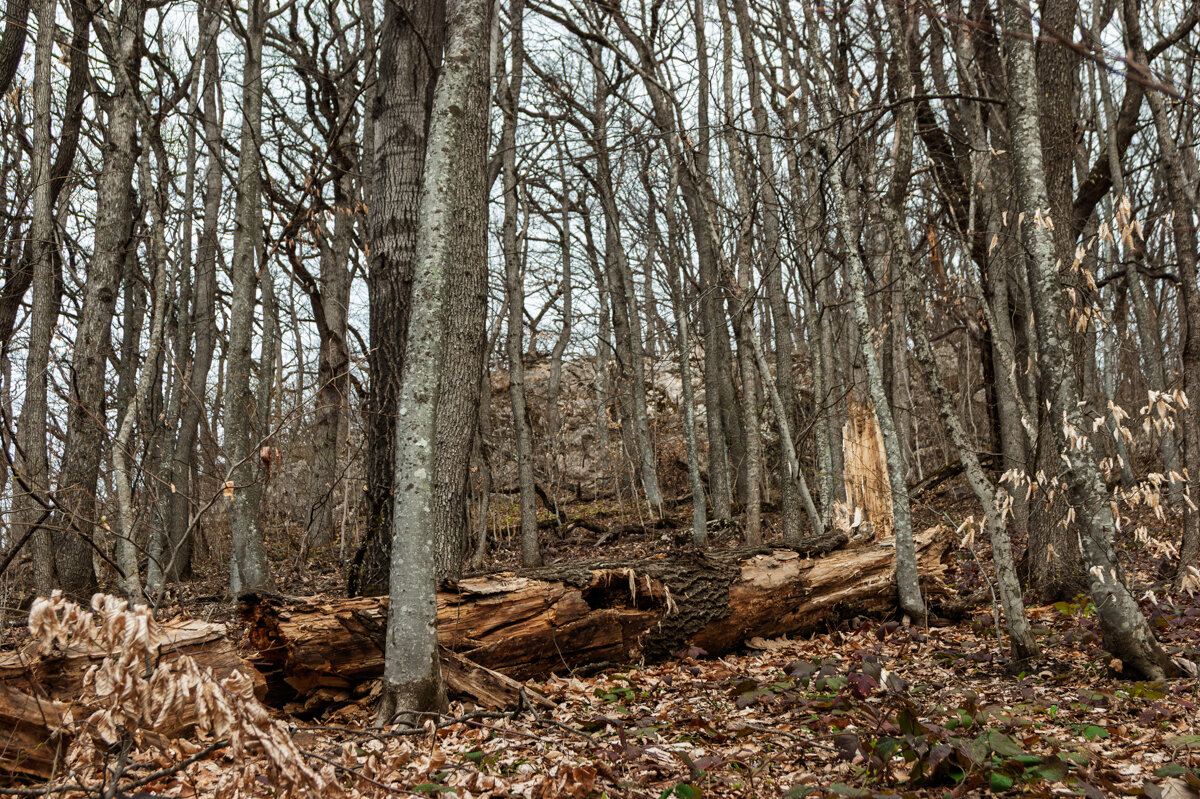 лес в горах Адыгеи - Игорь Сикорский