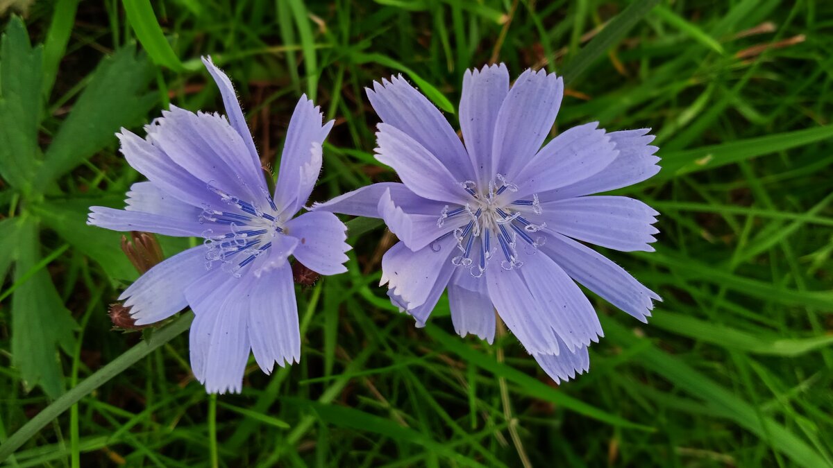 цикорий - Елена Шаламова