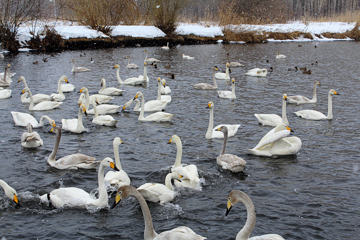 Озеро Светлое (Лебединое) в марте - Татьяна Лютаева