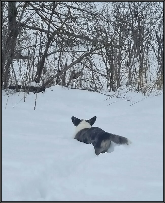 Покорение  снежной целины - Ольга Довженко