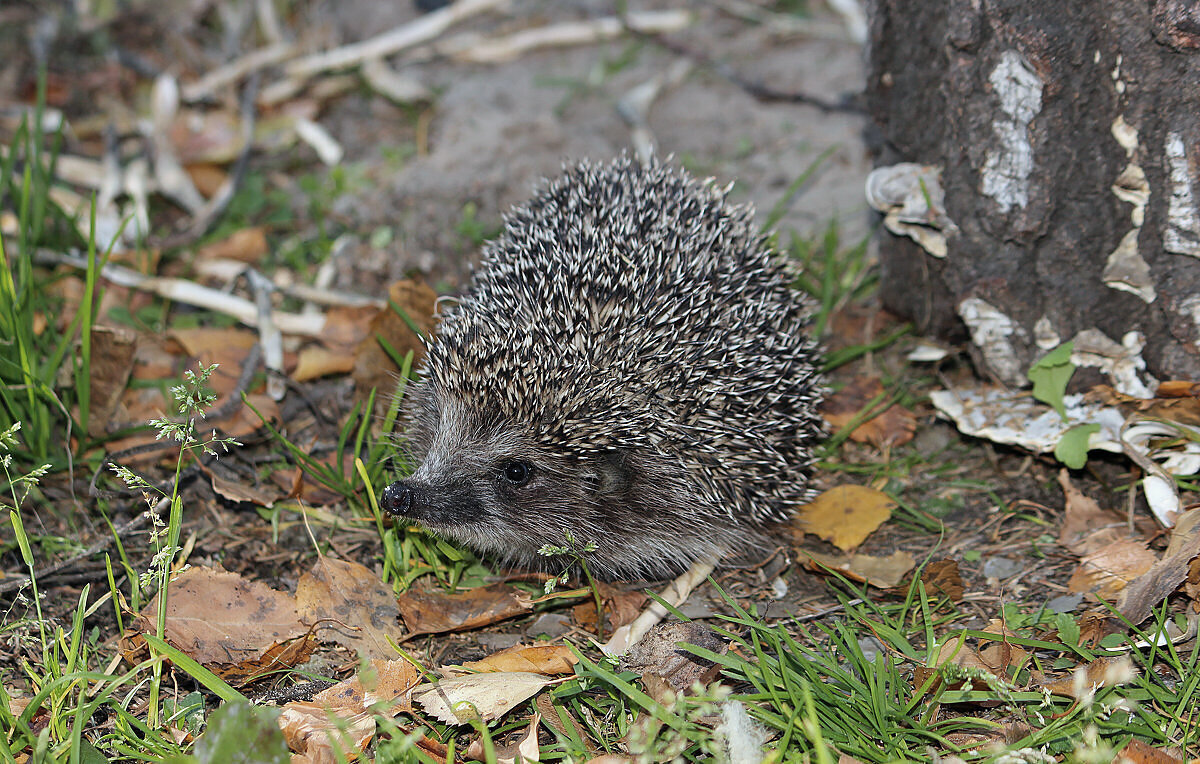 Гость - елена беликова
