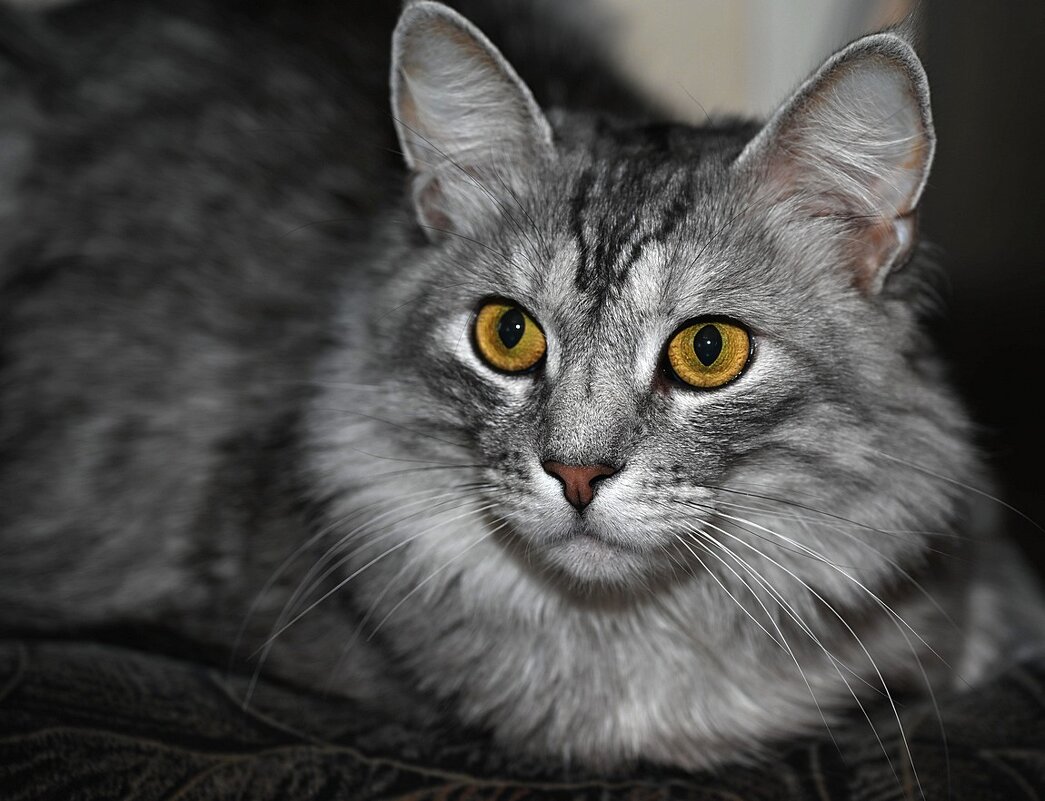 ушки на макушке - Aleksandr .