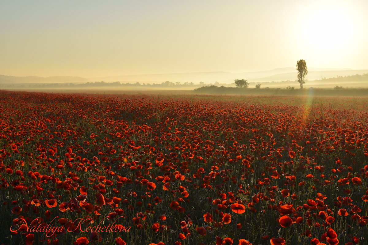 Природа Крыма - Изумительная Космея