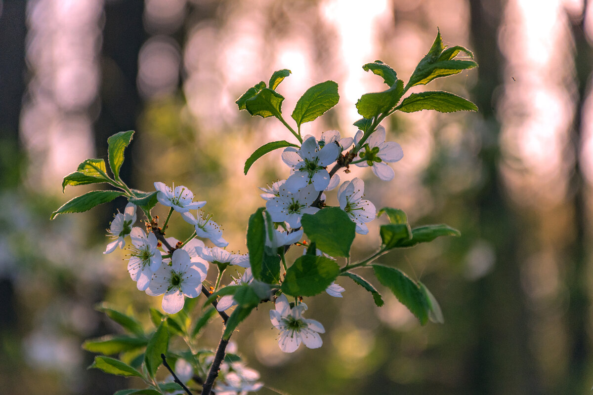 Из весенних снов... - Наталья Димова