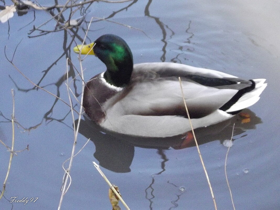 Селезень - Freddy 97