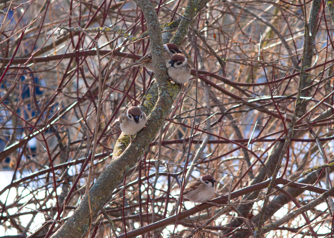 *** - Игорь Бухало