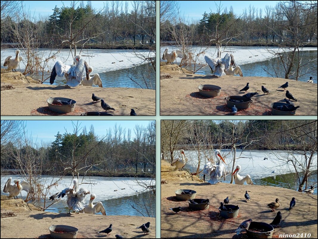 Март в ростовском зоопарке - Нина Бутко