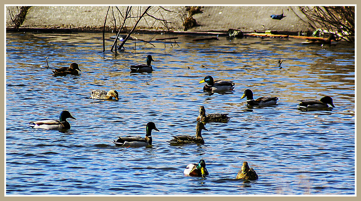 Уточки в дефиците - Владимир Кроливец