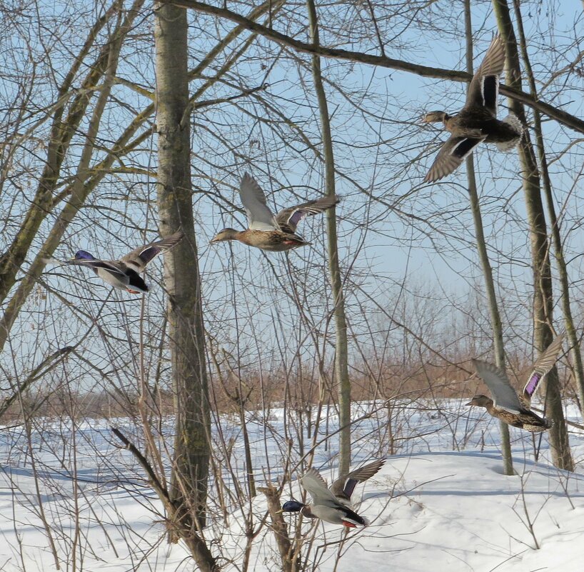 Утки в полёте - Андрей Снегерёв