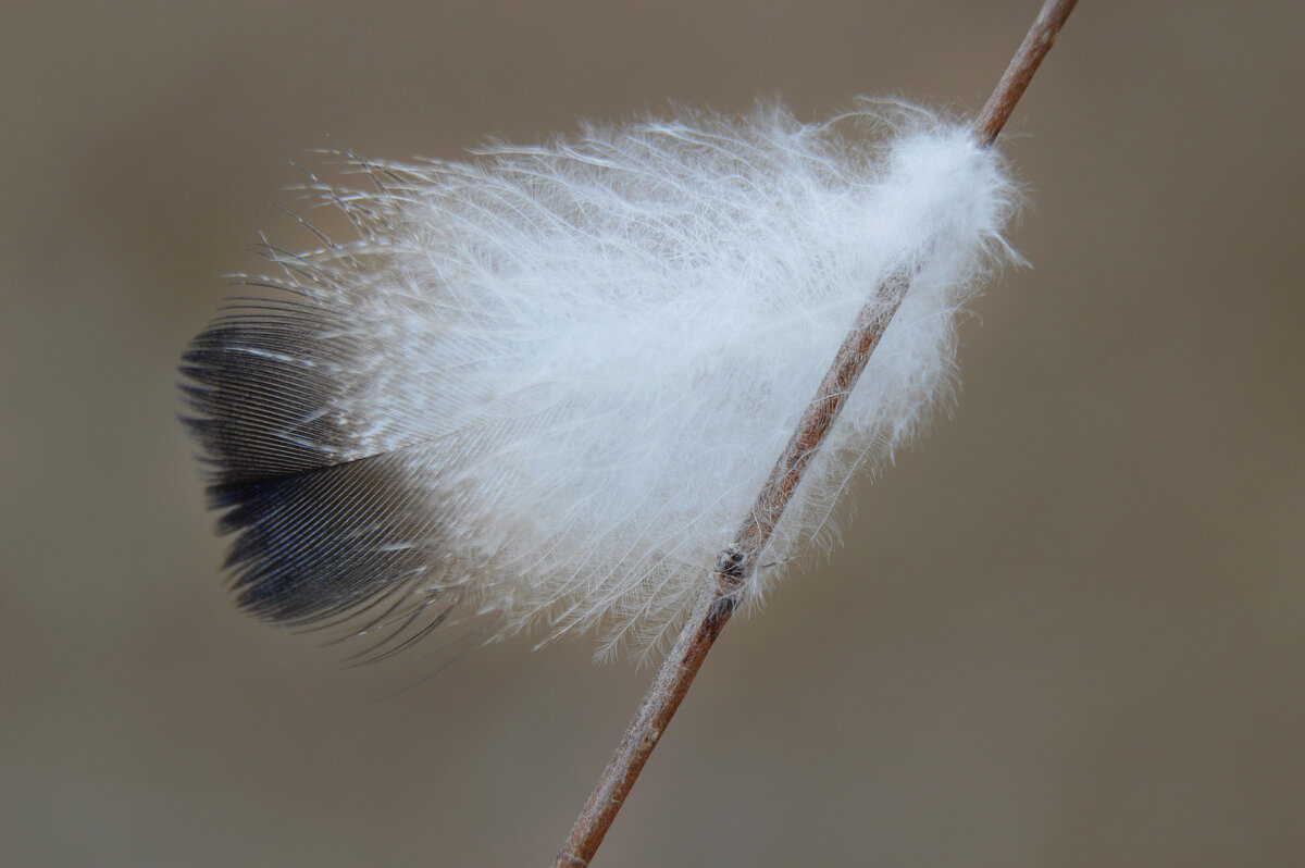 Птичья почта...перо фазана... - Надежда Куркина 