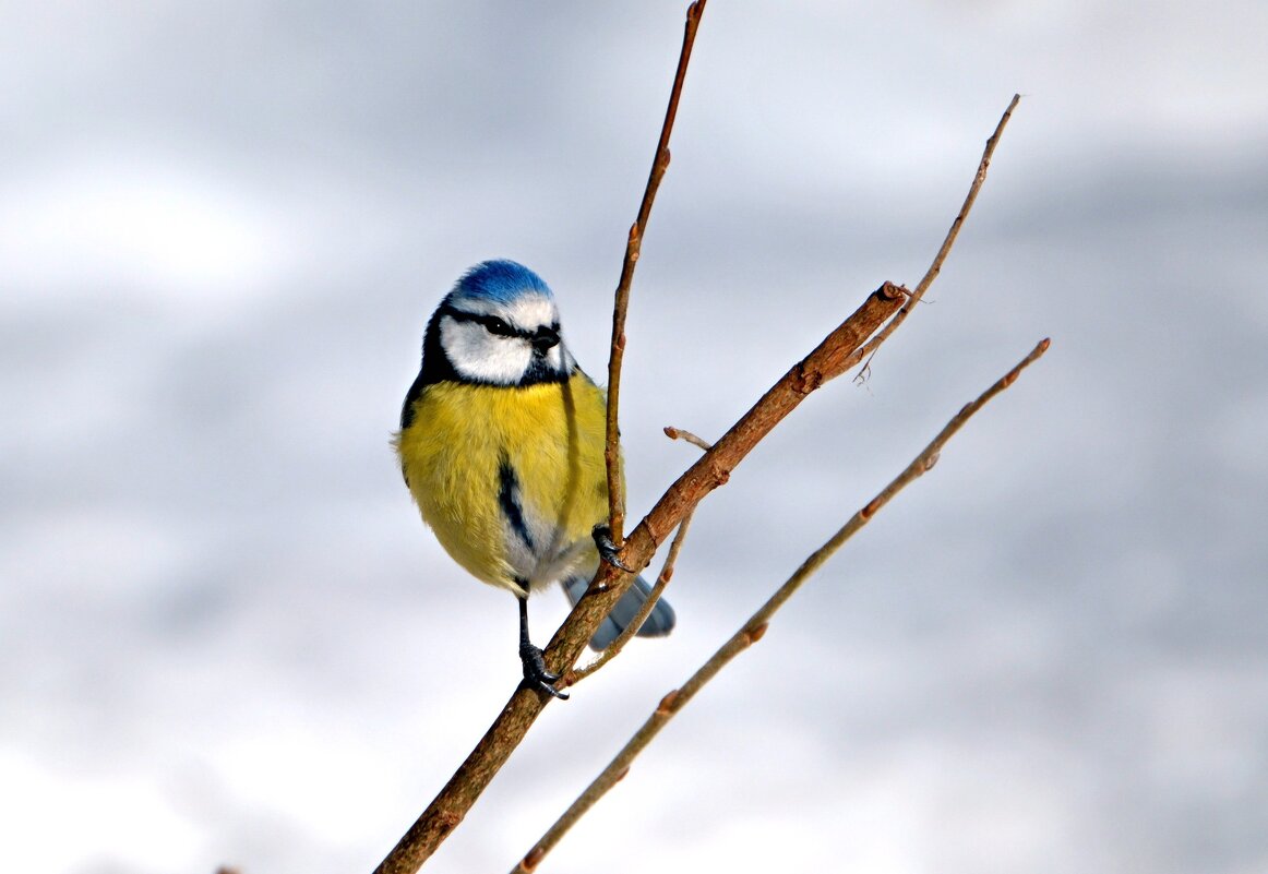 Нахаленок ) - Андрей Зайцев