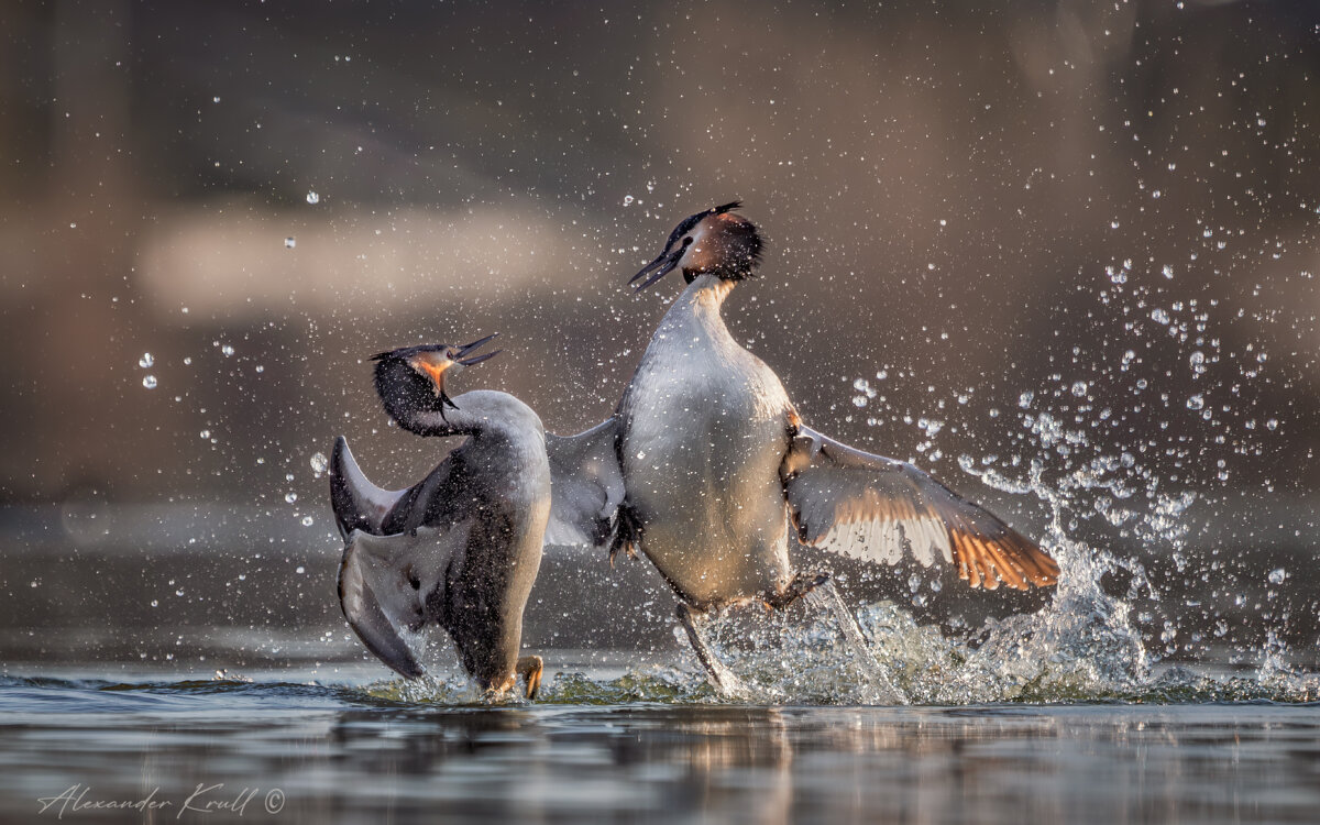 Брызги эмоций - Александр К.