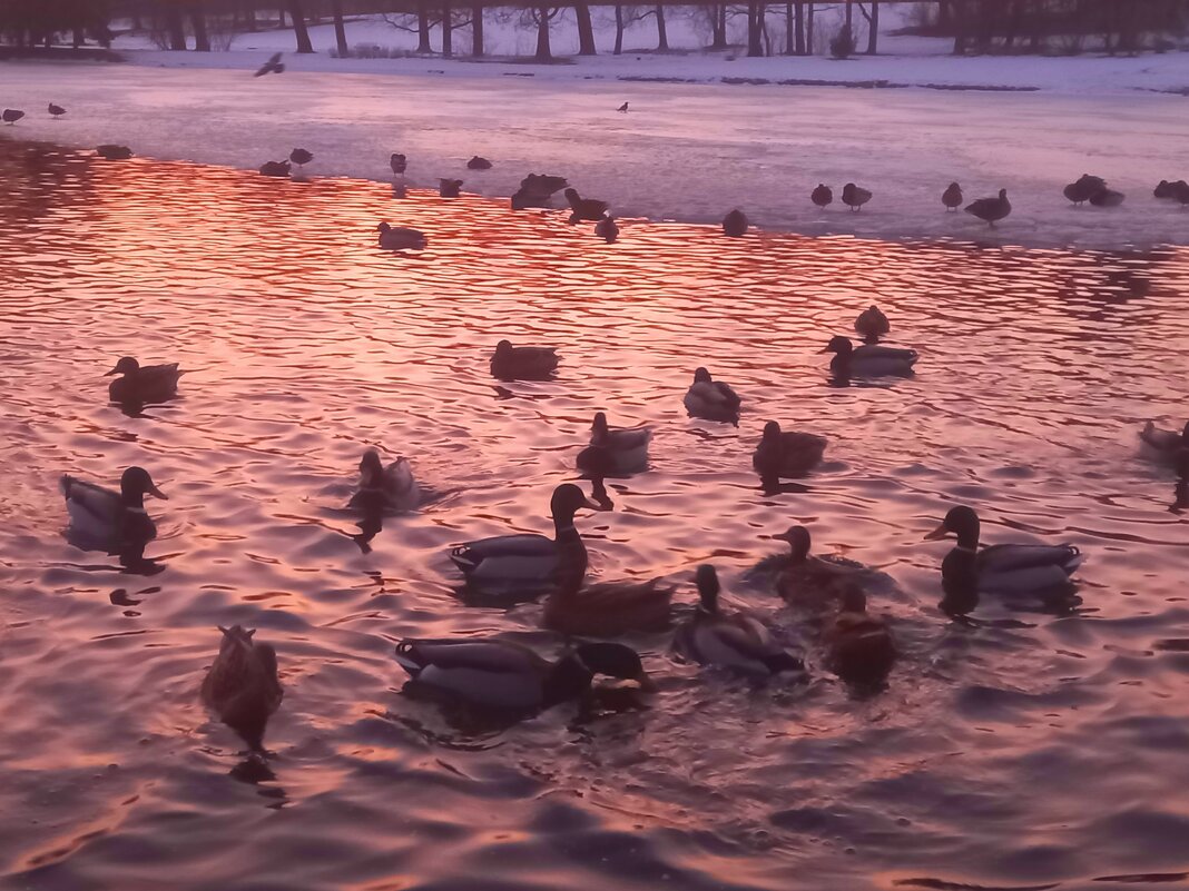 Утки - Сапсан 