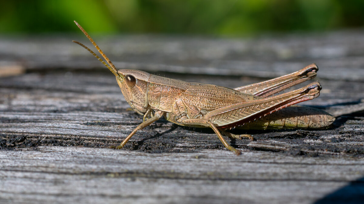 Кобылка - Владимир Лазарев