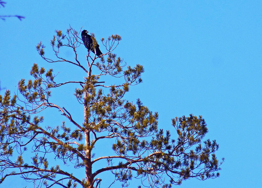 Март...Черный ворон на сосне! - Владимир 