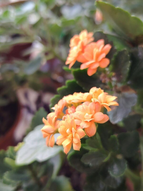 Каланхое Блоссфельда - Наталья (ShadeNataly) Мельник