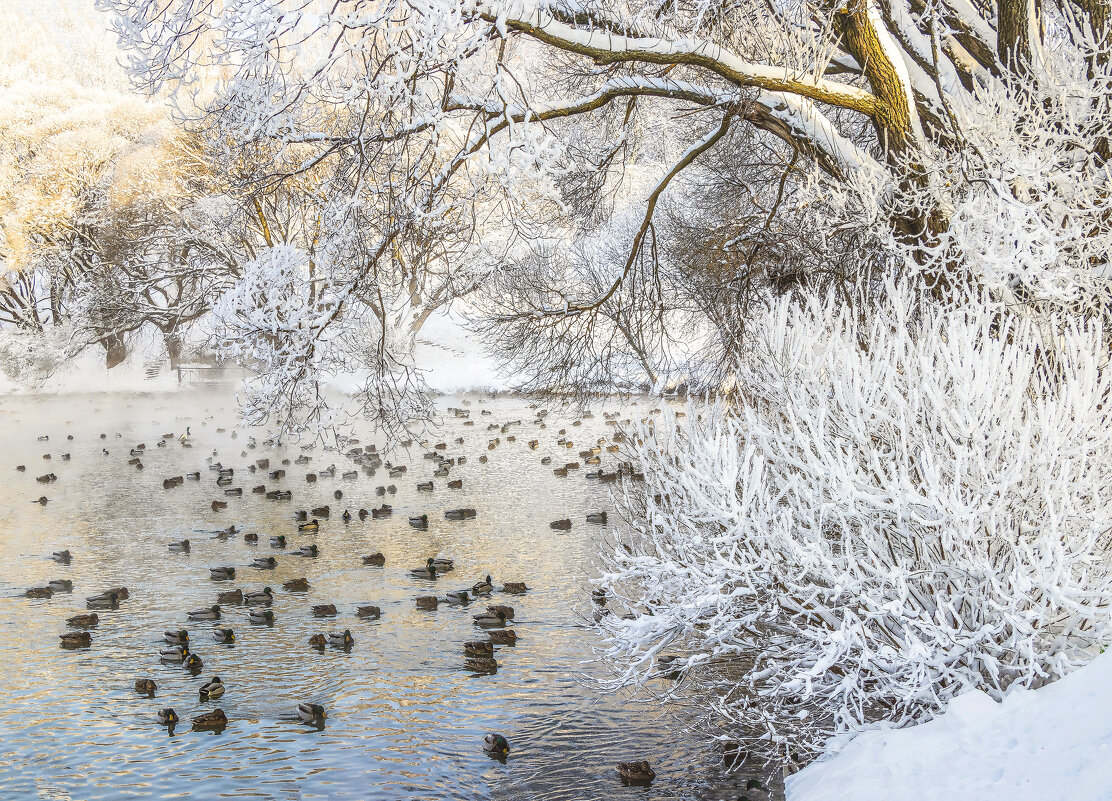 На пруду - Галина Новинская