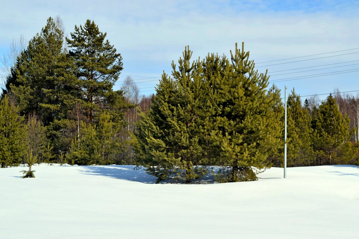 Сосенки. - ВикТор Быстров