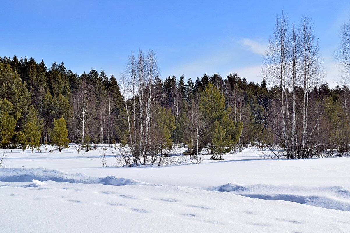 Пролесок. - ВикТор Быстров