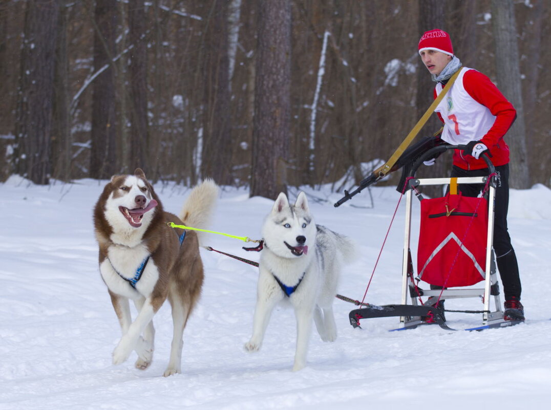 Хаски-биатлон - Олег Денисов