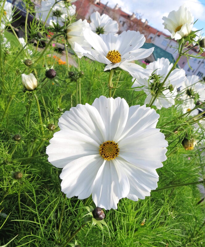 Космеюшка - Лариса С.