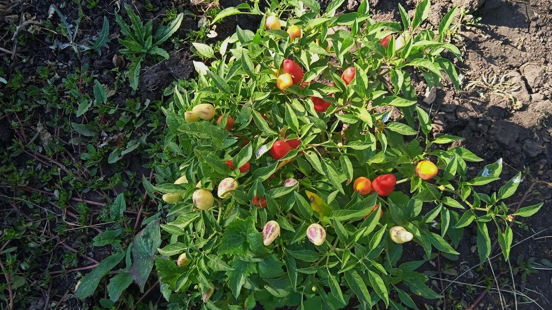 горький перчик - Елена Шаламова