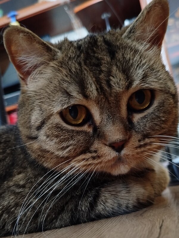 Мордочка - светлана льдокова